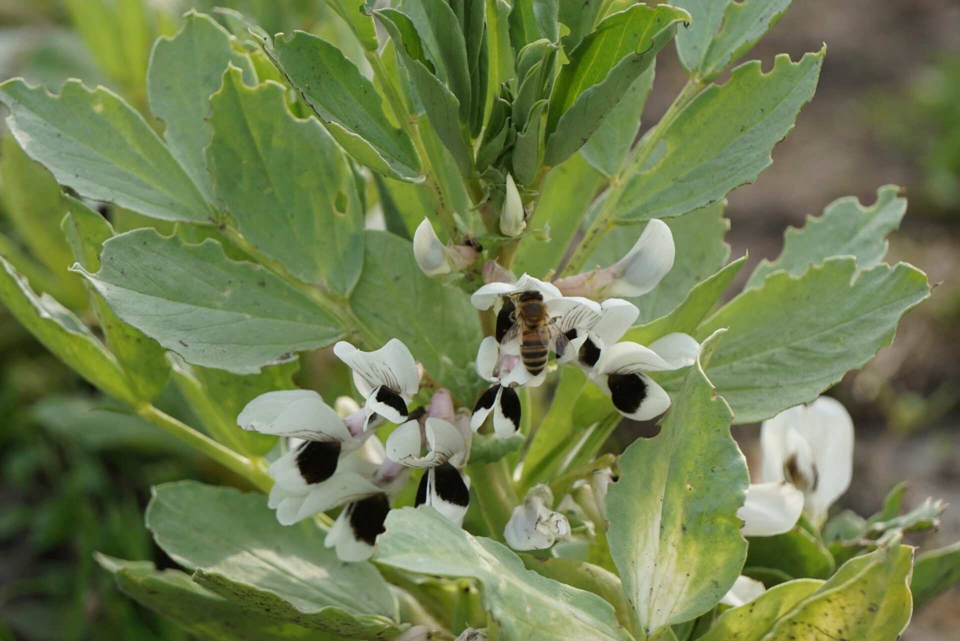 Dicke Bohnen Pflanze mit Blüte und Biene