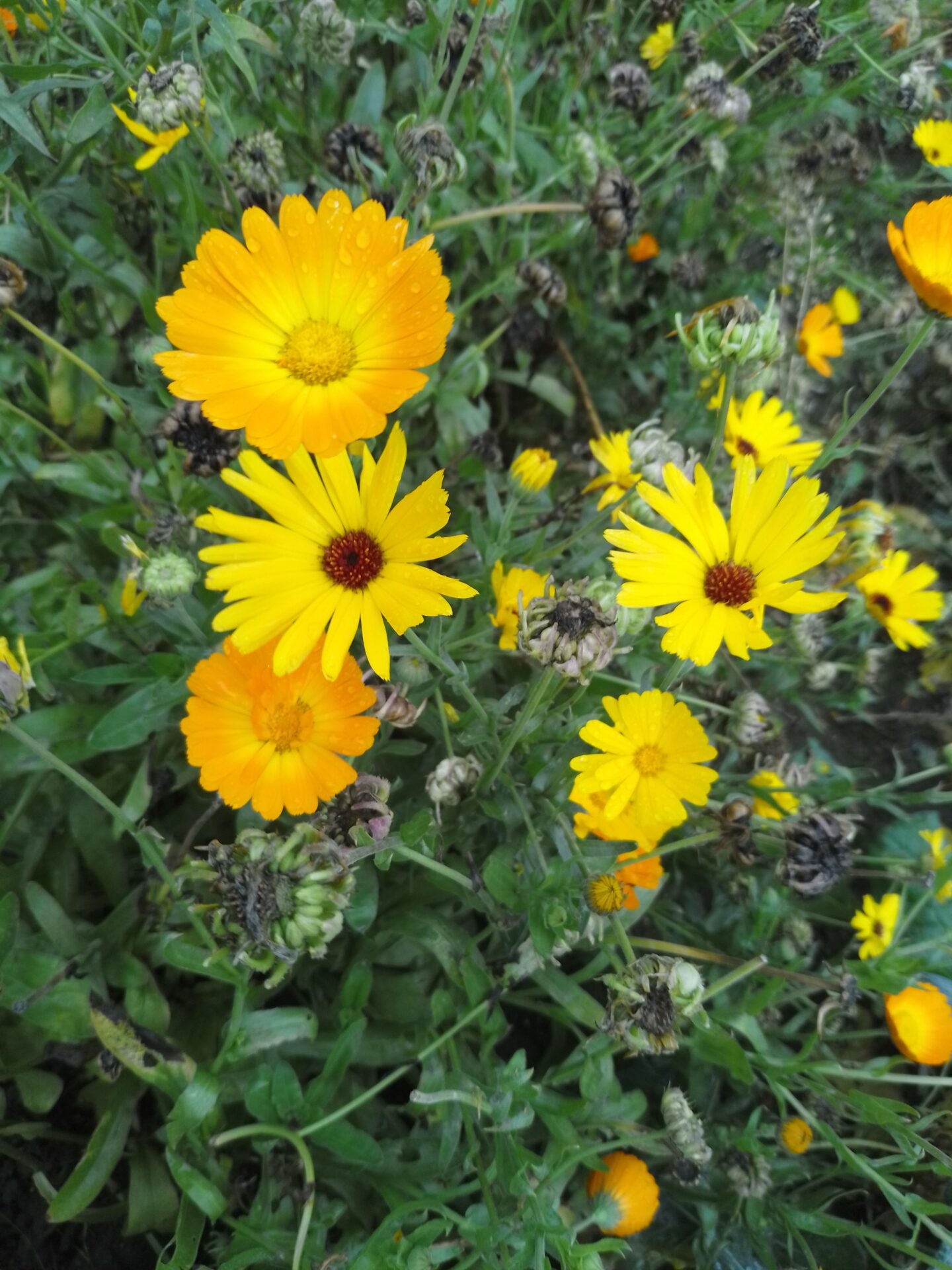 Feldblumen