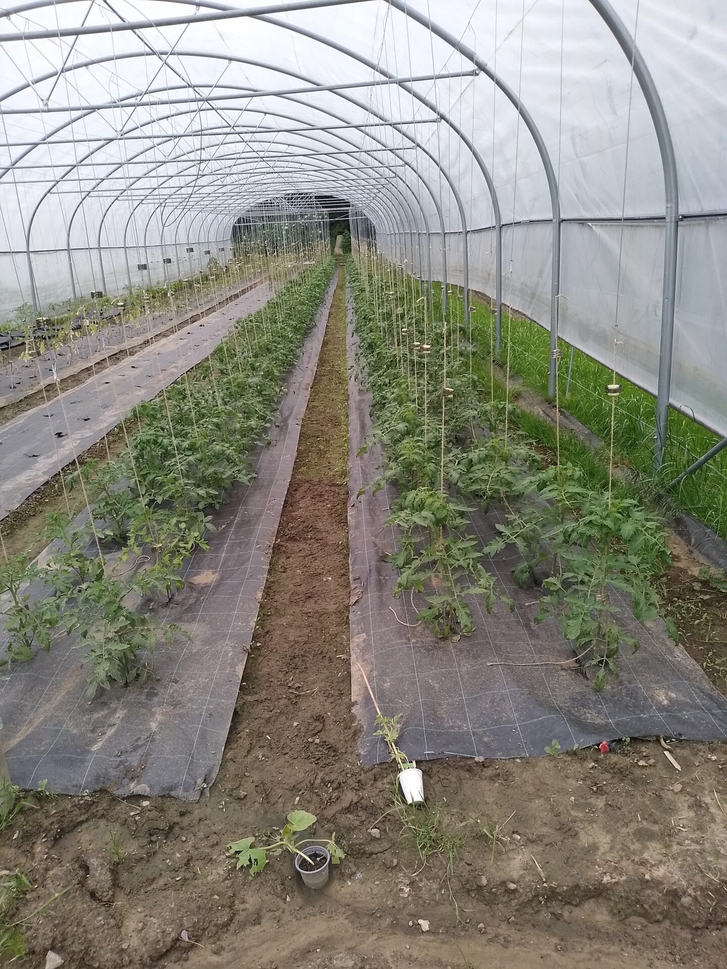 Folientunnel mit Tomatenpflanzen
