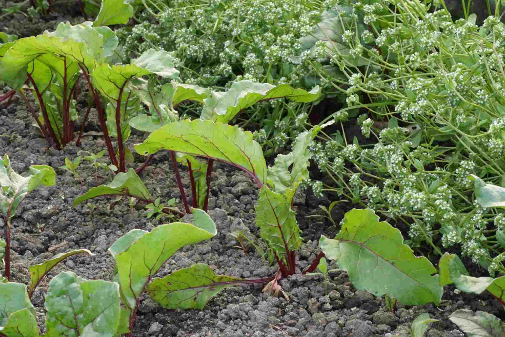 Rote Bete auf dem Acker