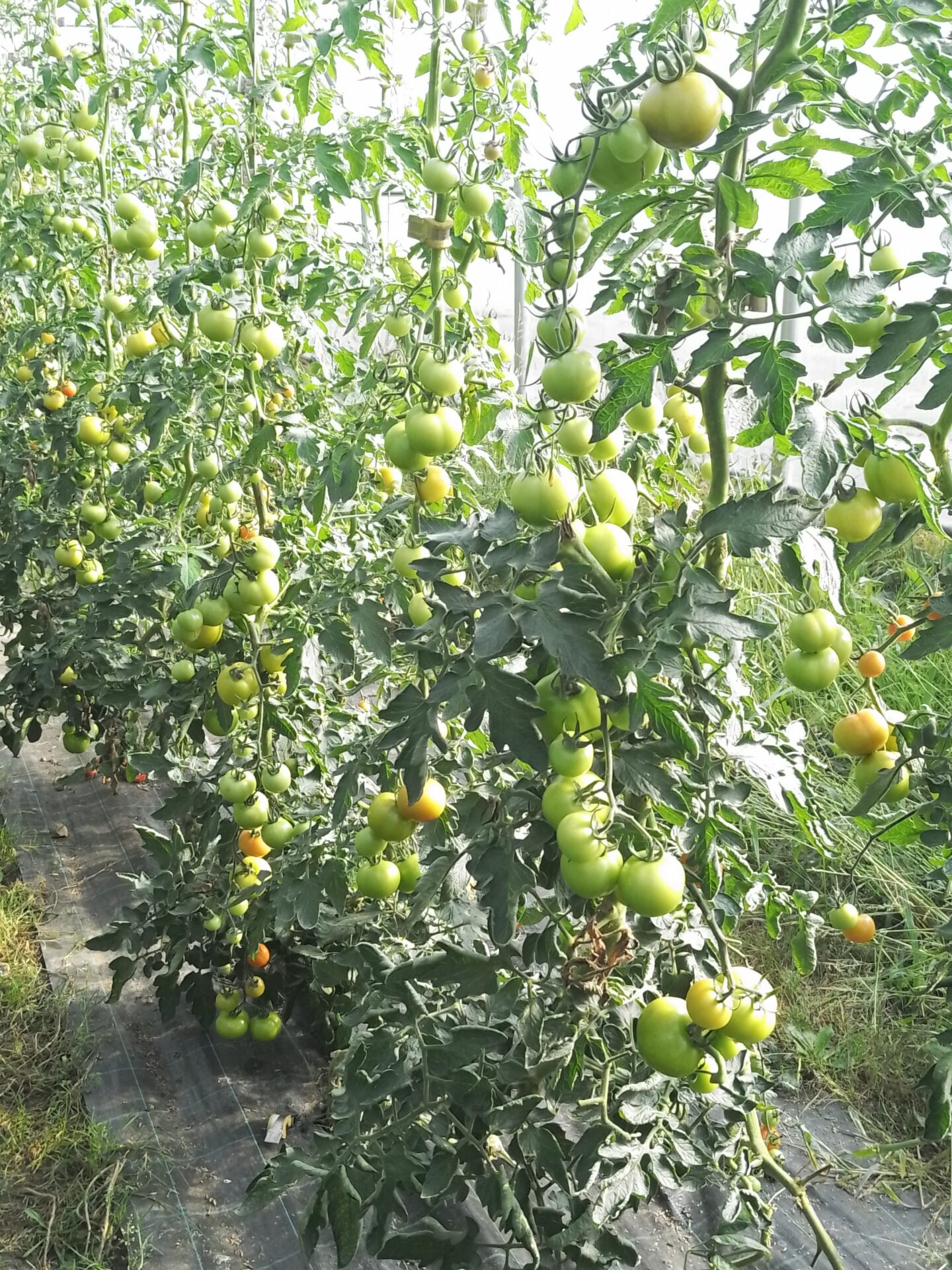 Tomatenpflanze mit Frucht